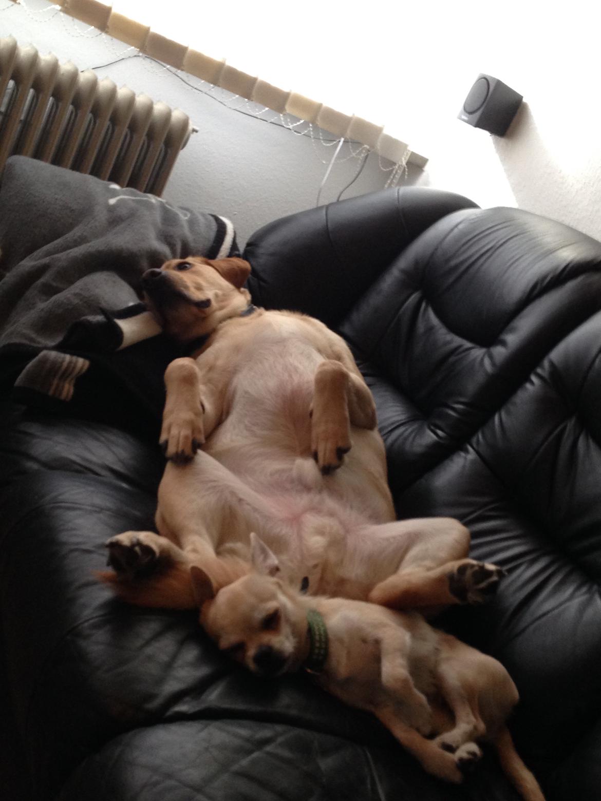 Blanding af racer Amarni billede 19