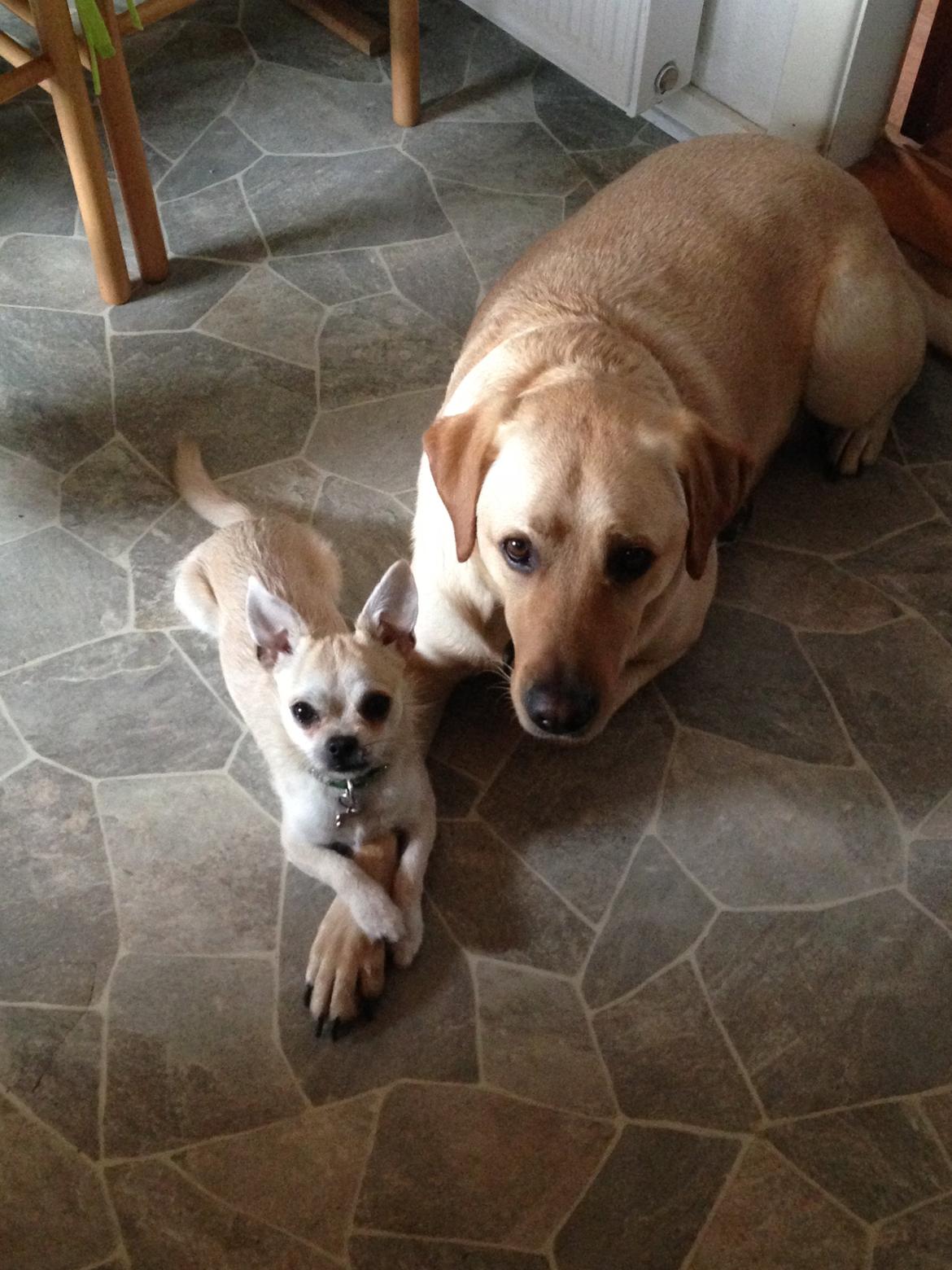 Blanding af racer Amarni billede 18