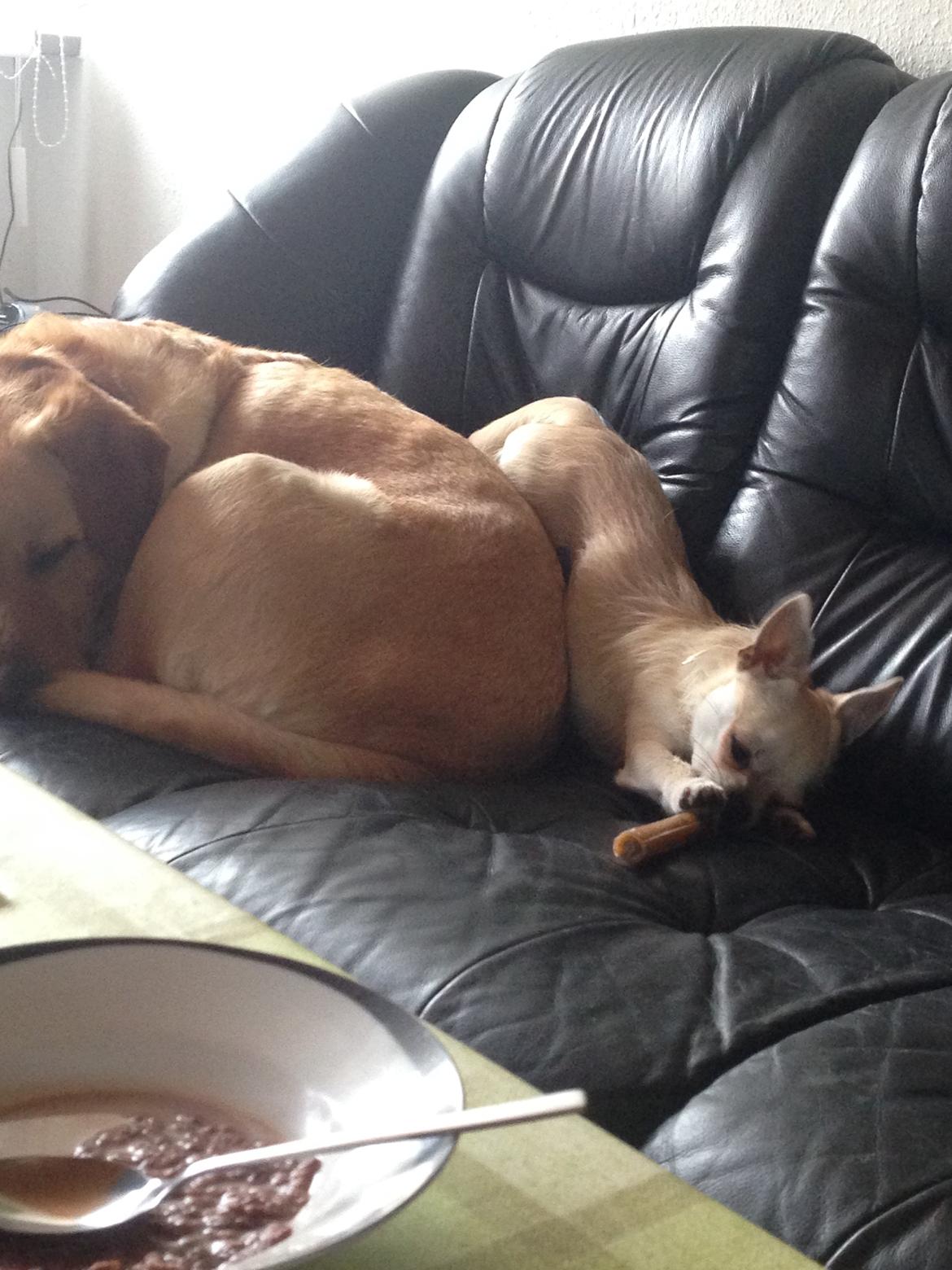 Blanding af racer Amarni billede 20