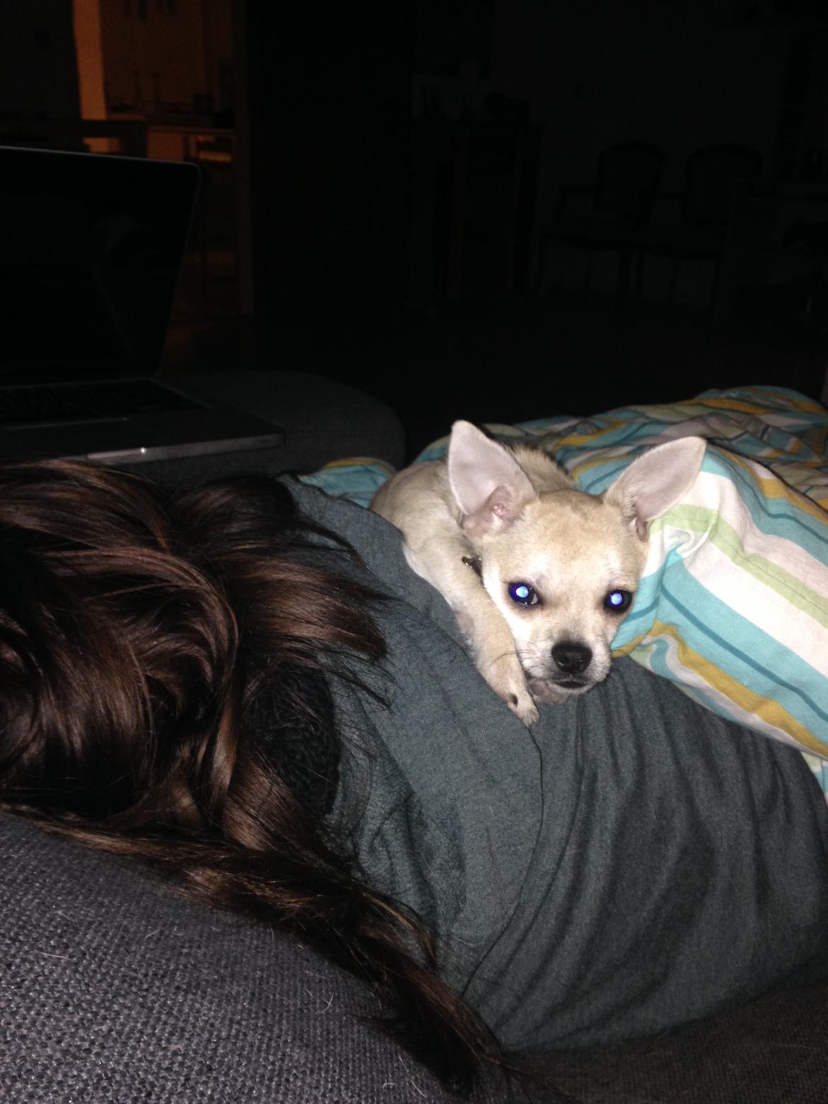 Blanding af racer Amarni billede 23