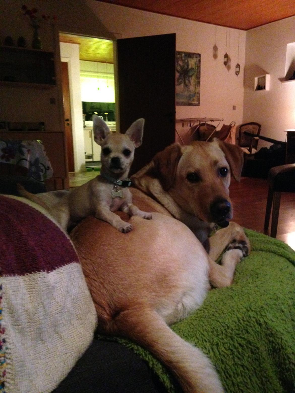 Blanding af racer Amarni billede 22