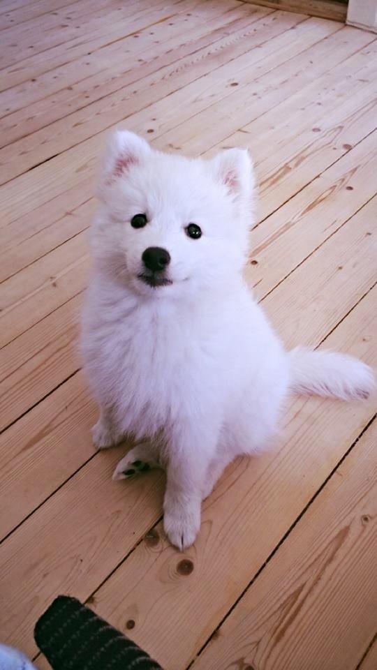 Japansk spids Neela billede 17