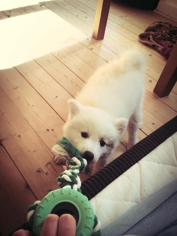 Japansk spids Neela billede 13