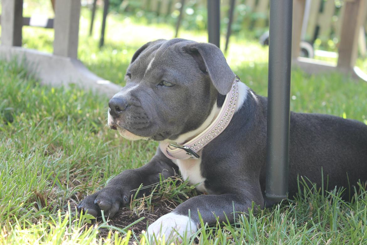 Staffordshire bull terrier Chayla billede 14