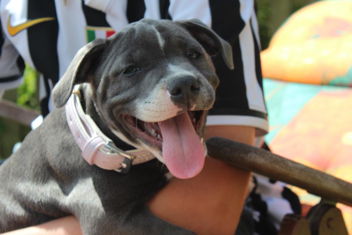 Staffordshire bull terrier Chayla billede 15