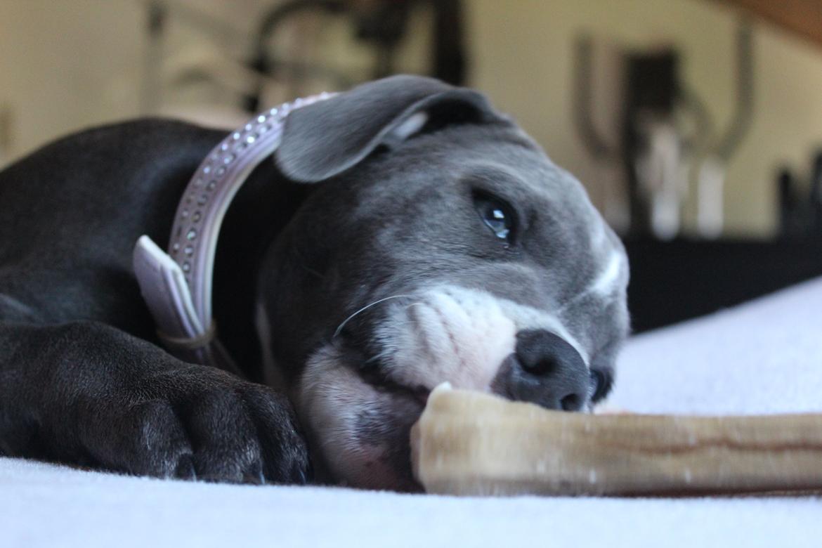 Staffordshire bull terrier Chayla billede 16