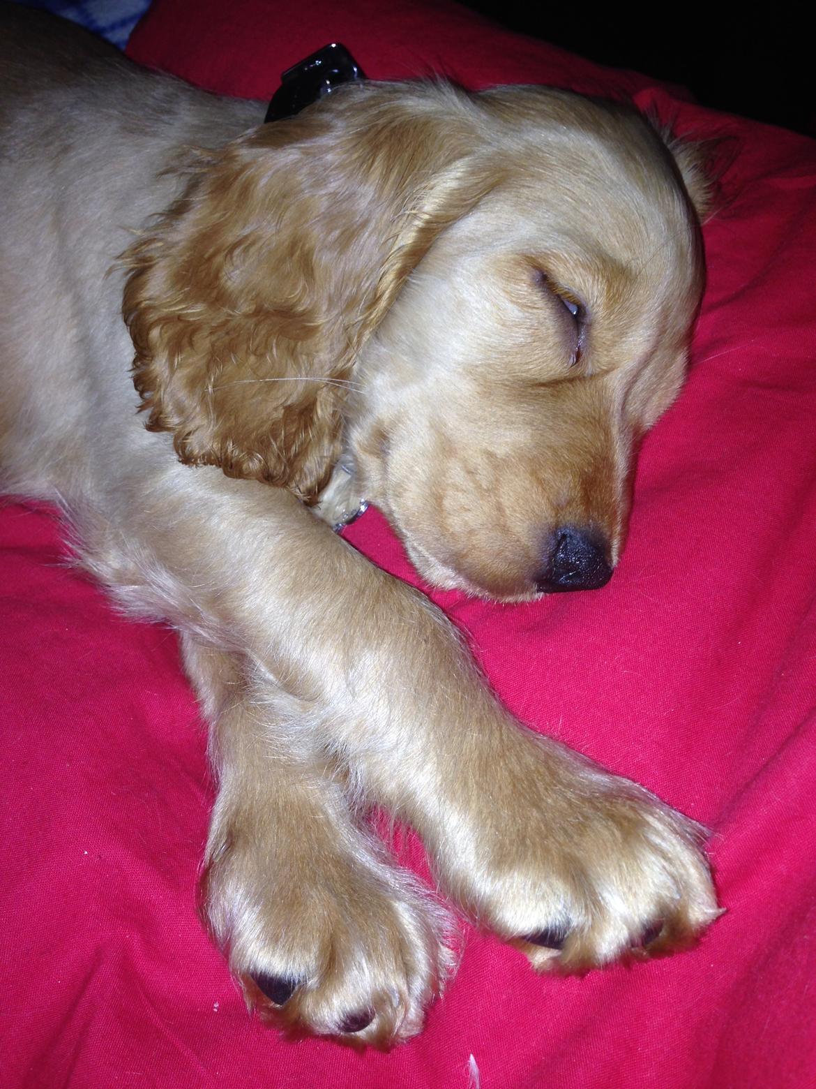 Cocker spaniel Dino billede 3