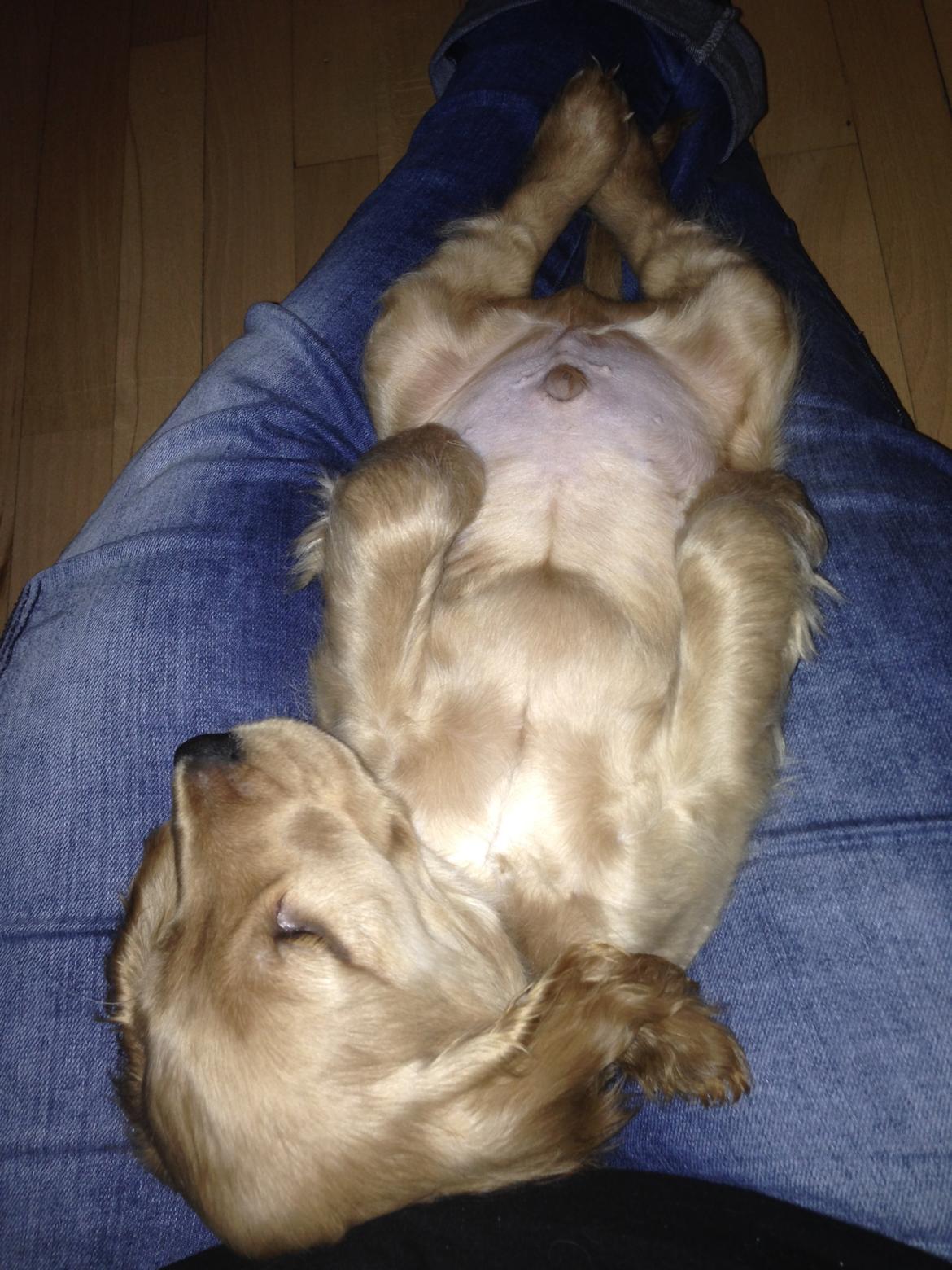 Cocker spaniel Dino billede 5