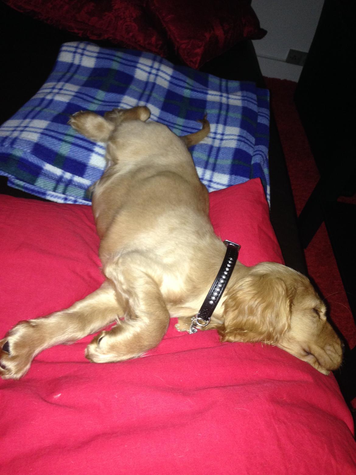 Cocker spaniel Dino billede 4