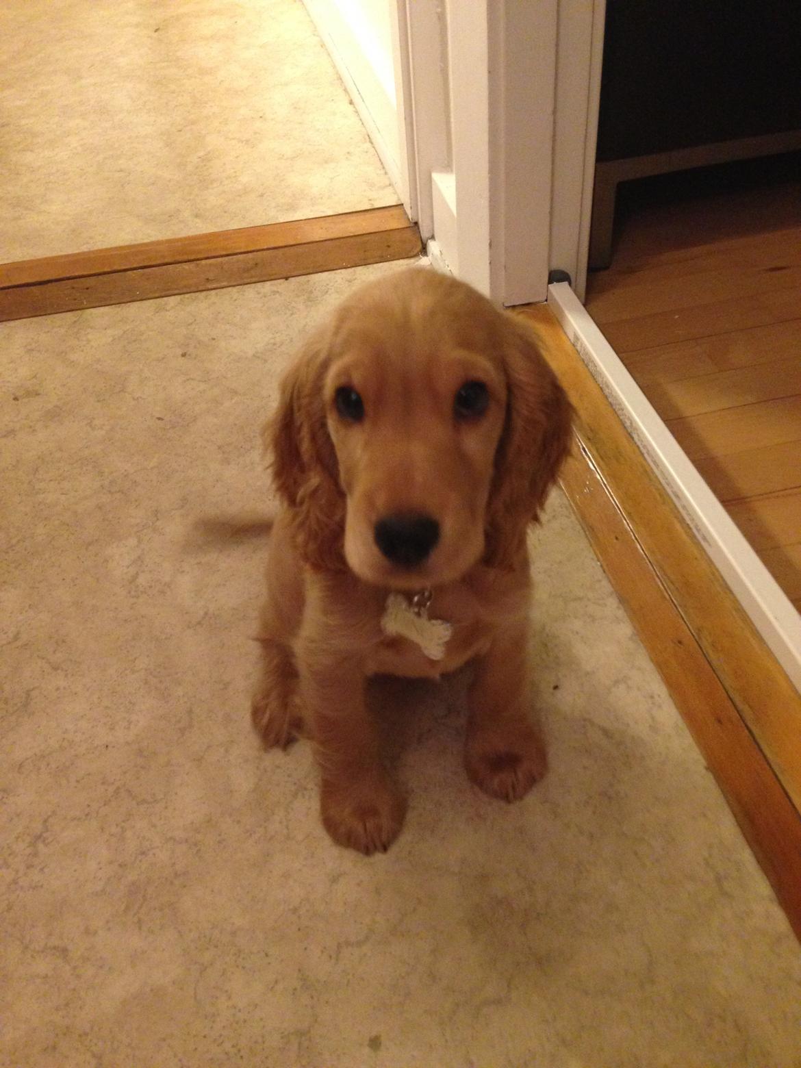 Cocker spaniel Dino billede 8