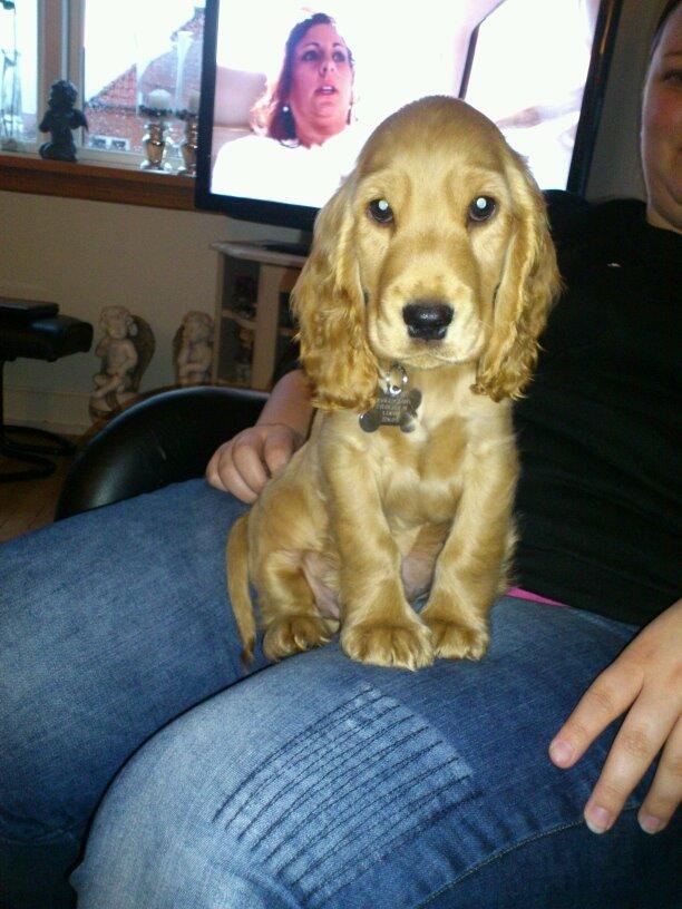 Cocker spaniel Dino billede 6