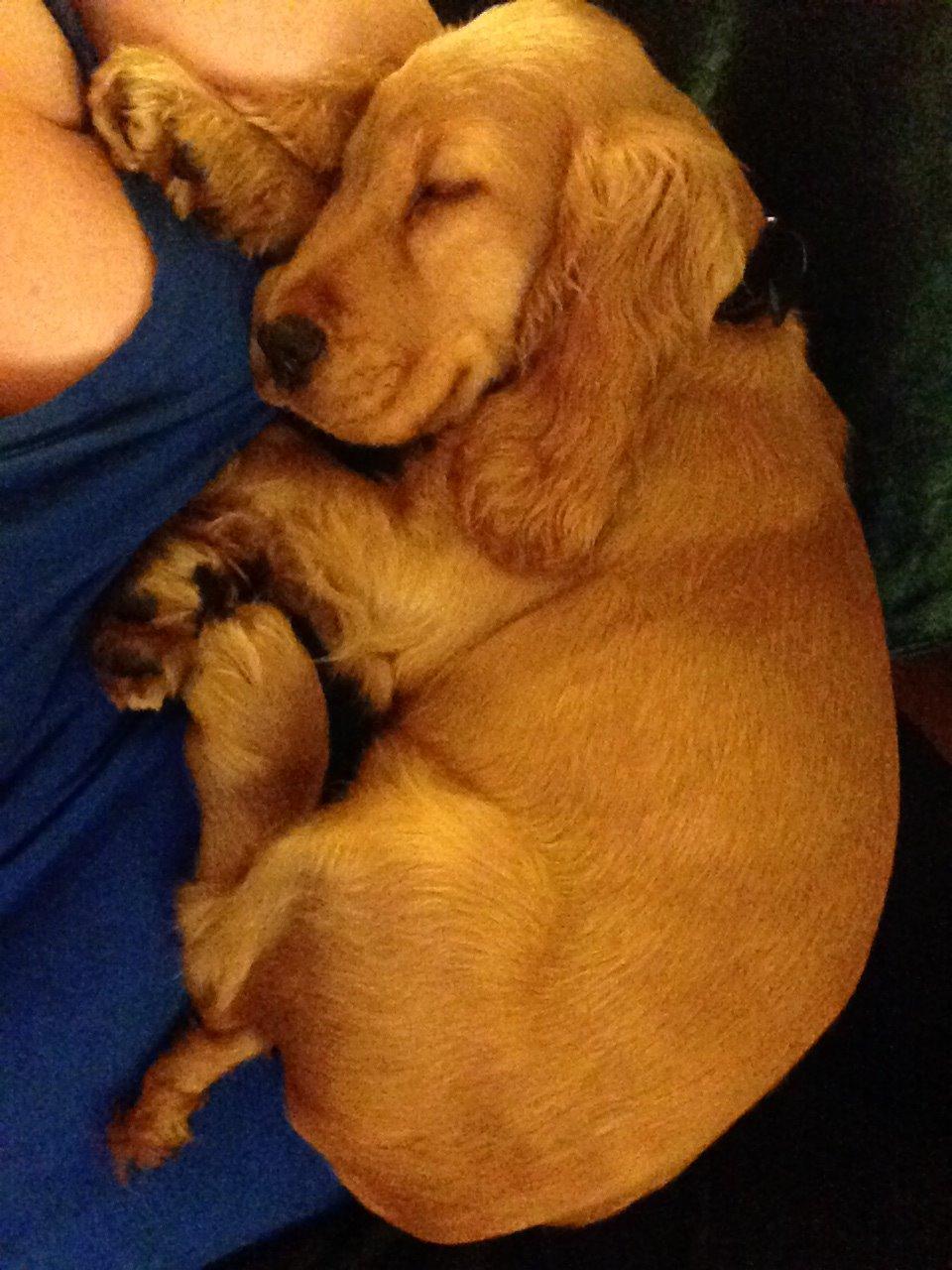 Cocker spaniel Dino billede 11