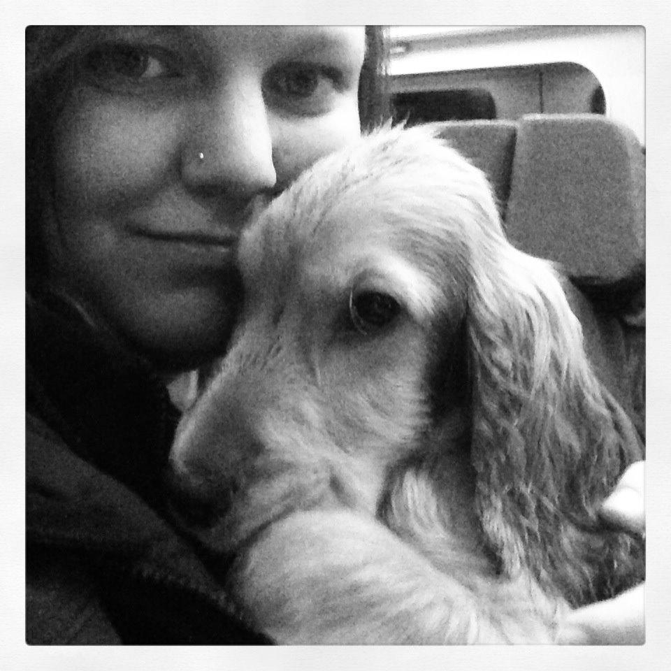 Cocker spaniel Dino billede 14