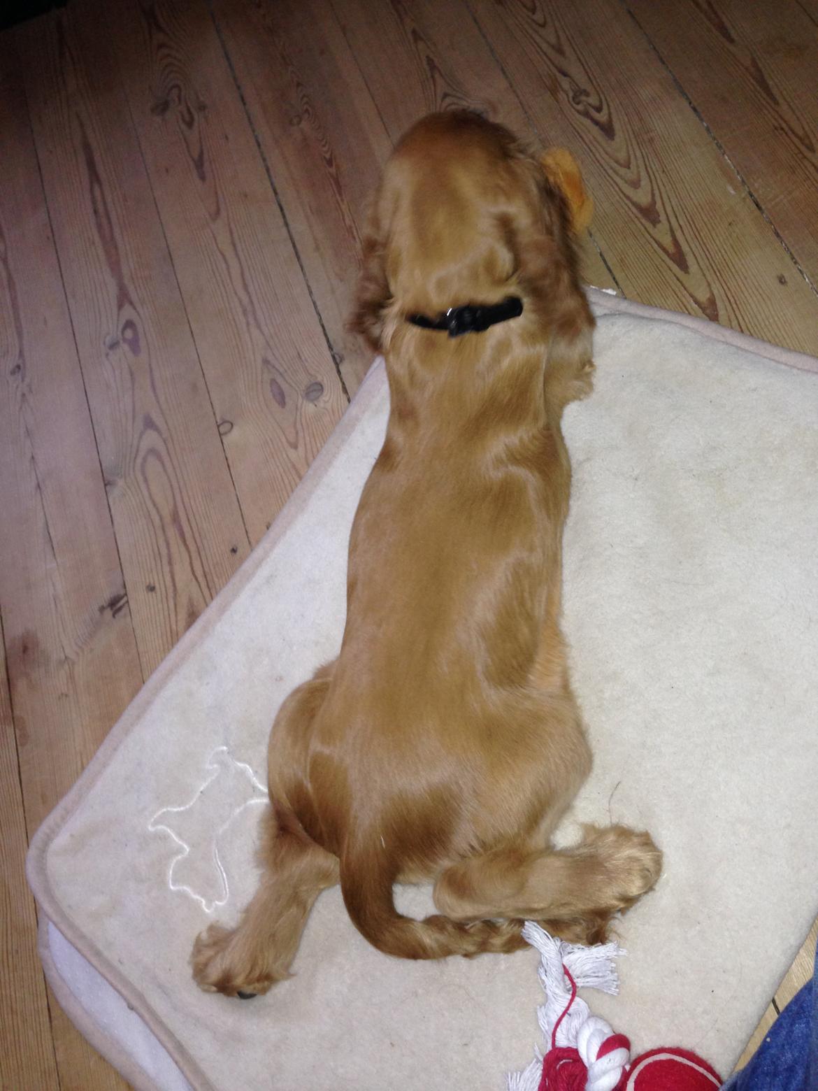 Cocker spaniel Dino billede 15