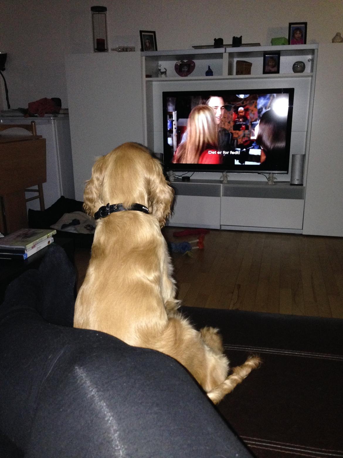 Cocker spaniel Dino billede 16