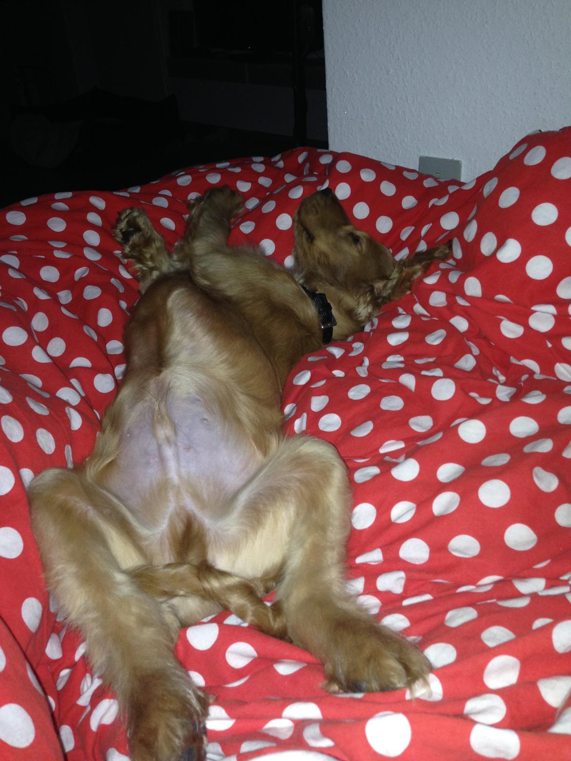 Cocker spaniel Dino billede 18