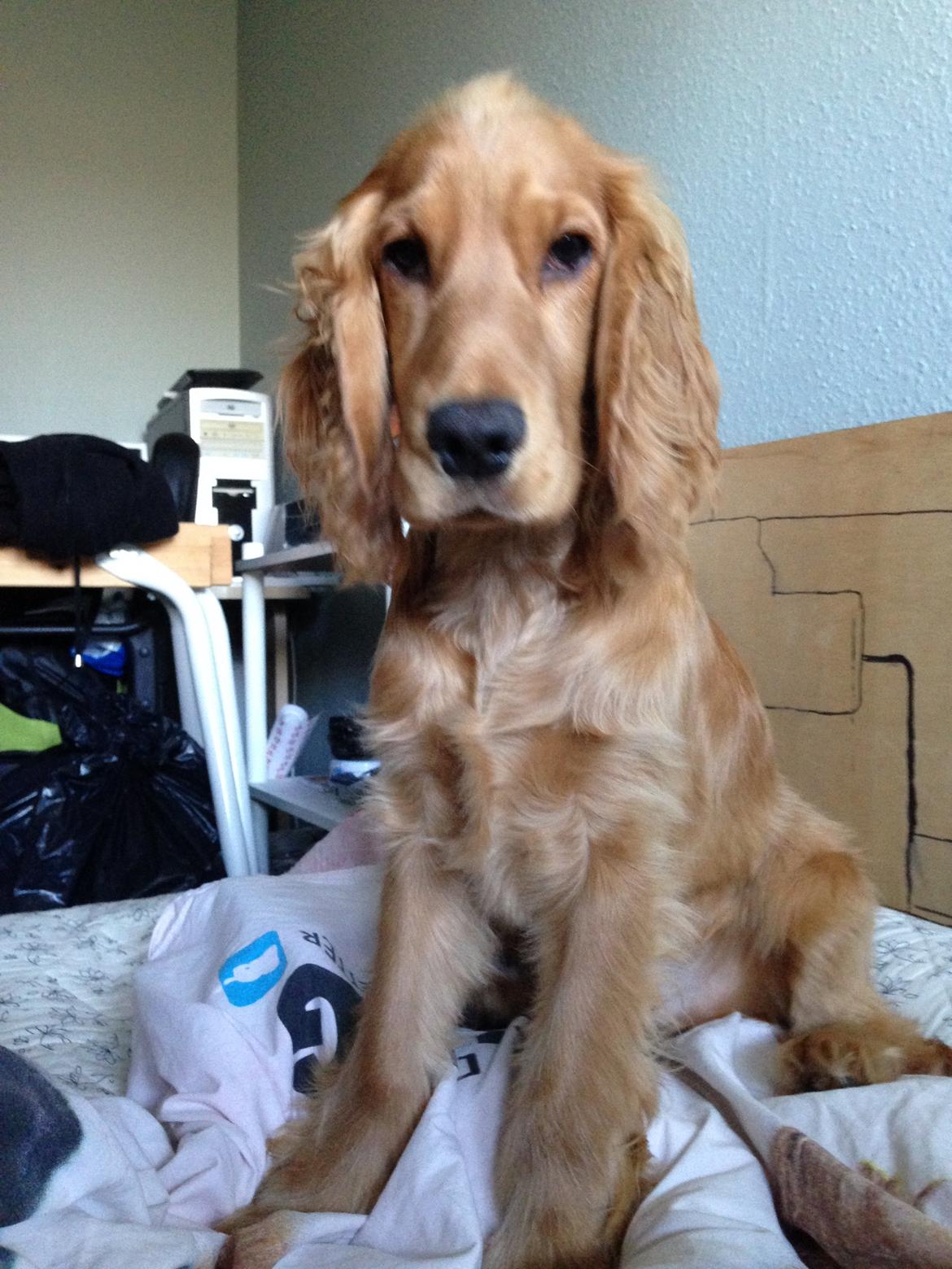 Cocker spaniel Dino billede 19