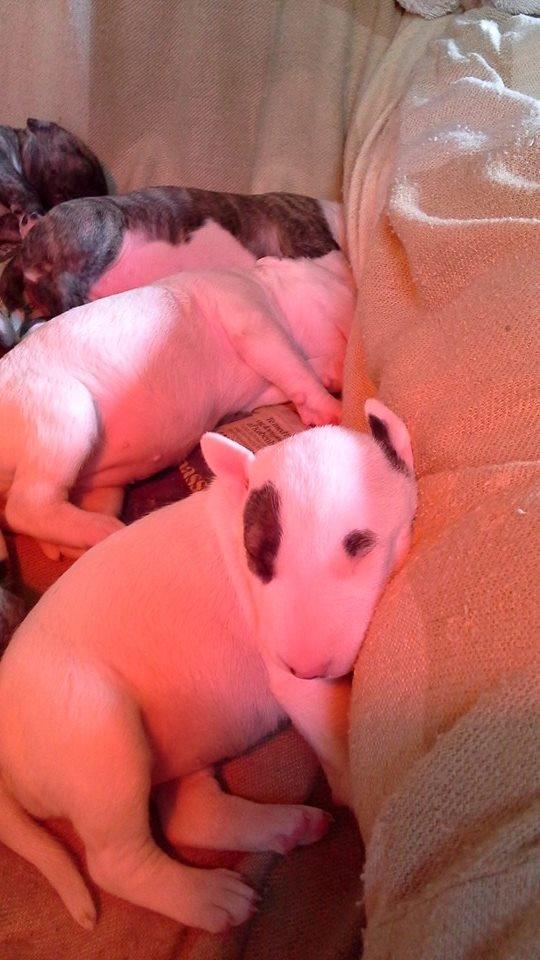 Bullterrier Balrogs Idun Ædelsten billede 2