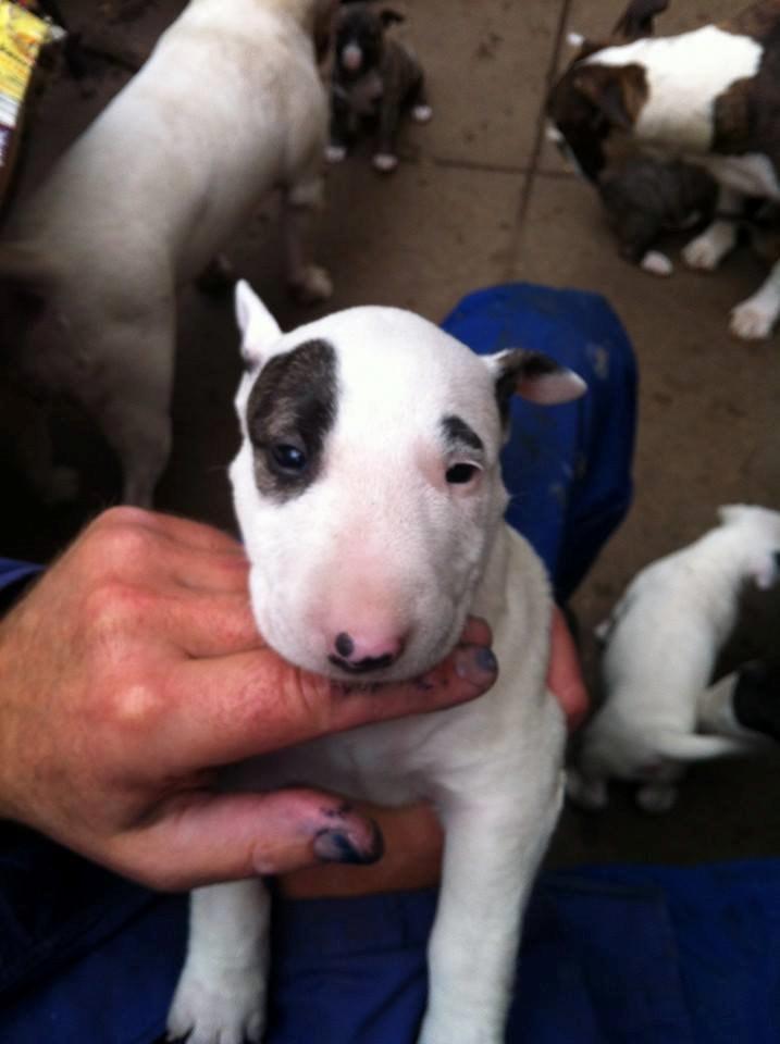 Bullterrier Balrogs Idun Ædelsten billede 3