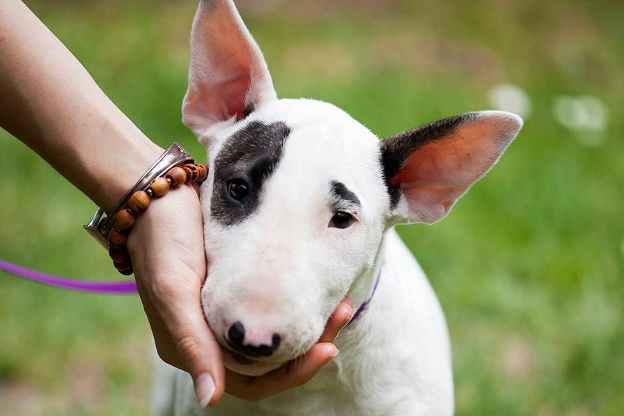 Bullterrier Balrogs Idun Ædelsten billede 1
