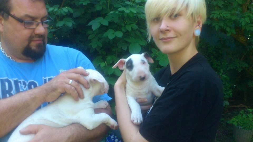 Bullterrier Balrogs Idun Ædelsten billede 4