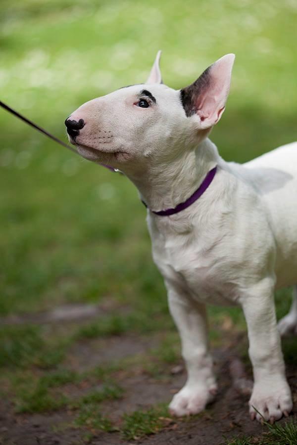 Bullterrier Balrogs Idun Ædelsten billede 5