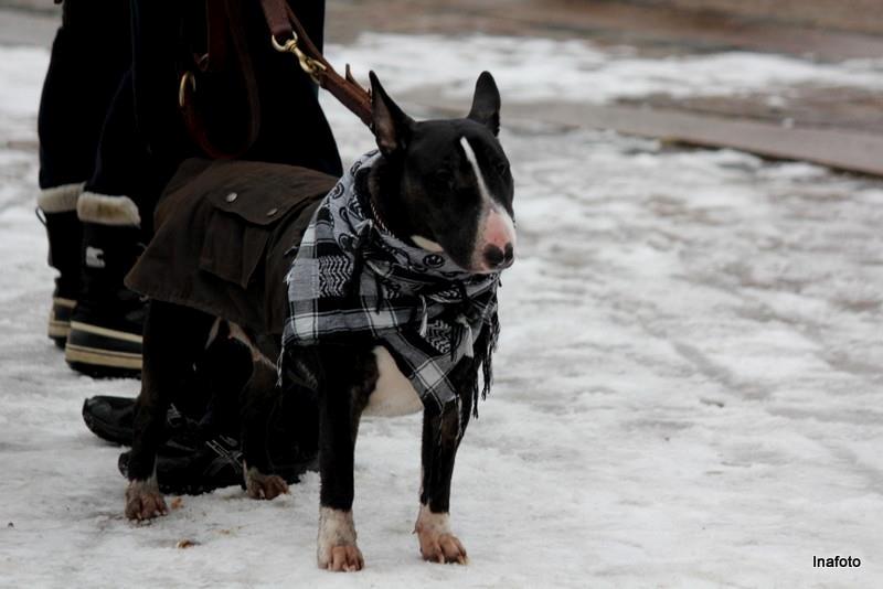 Bullterrier Balrogs Gertrud Gyldenkål billede 4