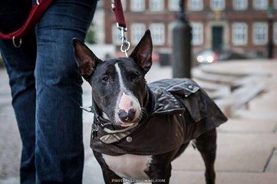 Bullterrier Balrogs Gertrud Gyldenkål billede 2