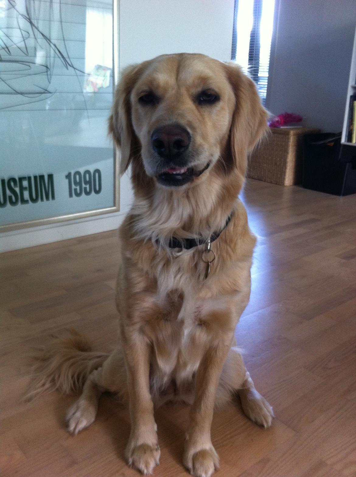 Blanding af racer Trille billede 11