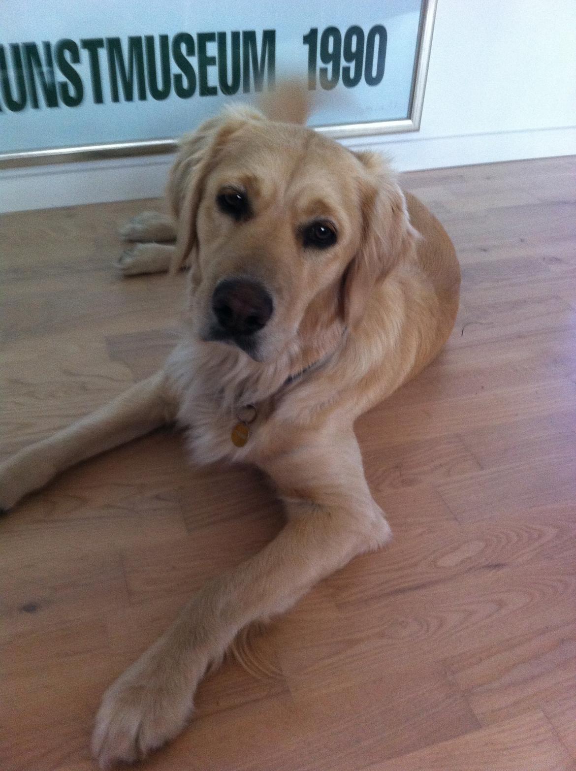 Blanding af racer Trille billede 12