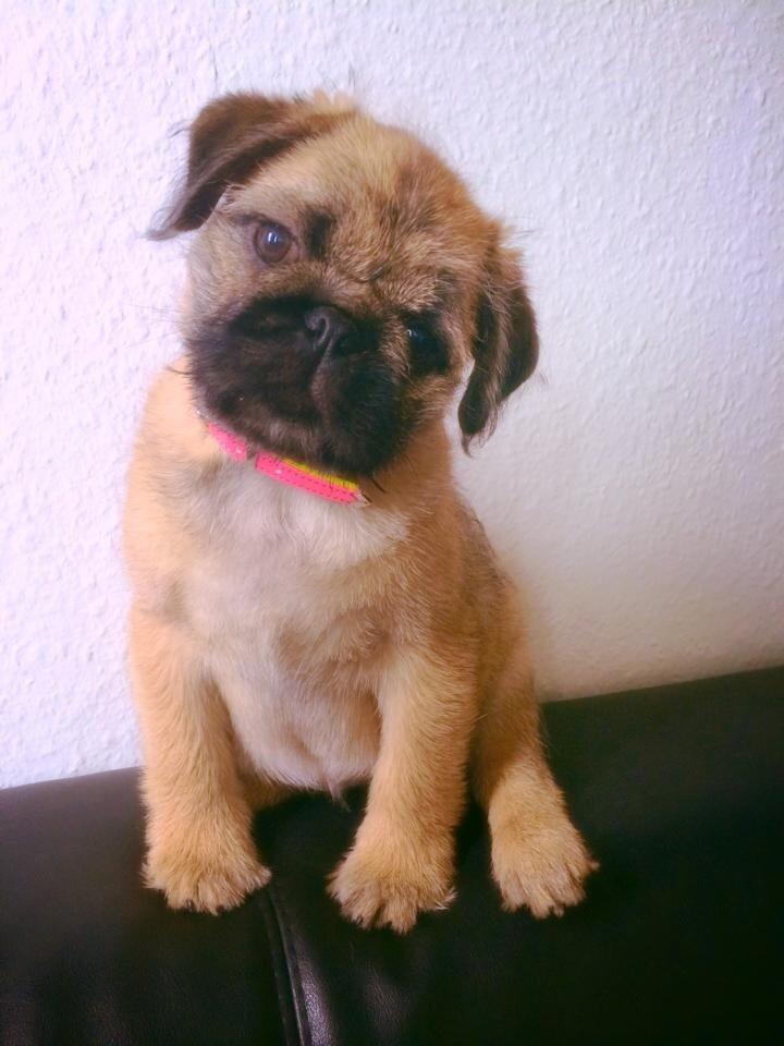 Blanding af racer Karla billede 14