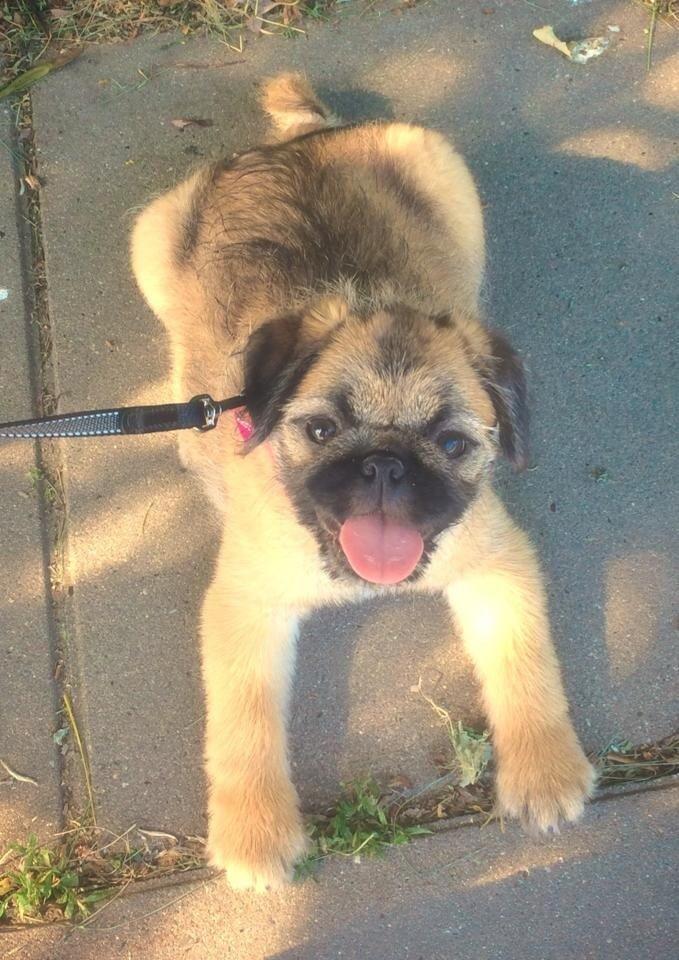 Blanding af racer Karla billede 15