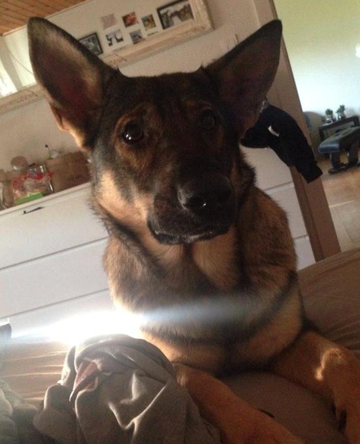 Schæferhund Team Englund`s Cookie billede 7