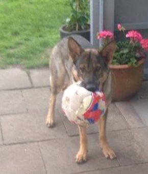 Schæferhund Team Englund`s Cookie billede 11