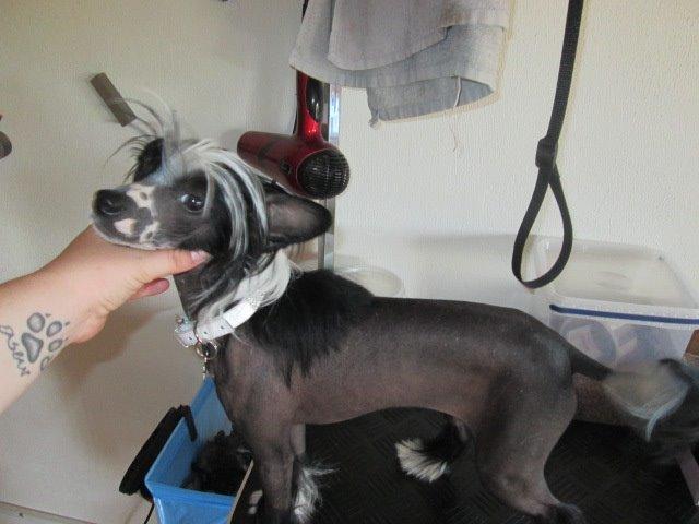 Chinese crested hårløs Kiki billede 24