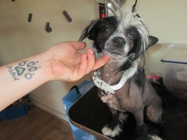 Chinese crested hårløs Kiki billede 26