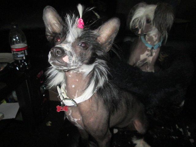 Chinese crested hårløs Kiki billede 27