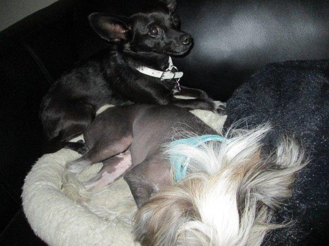 Blanding af racer Qiwi billede 34