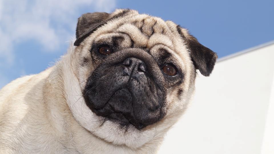 Mops Muffin billede 2