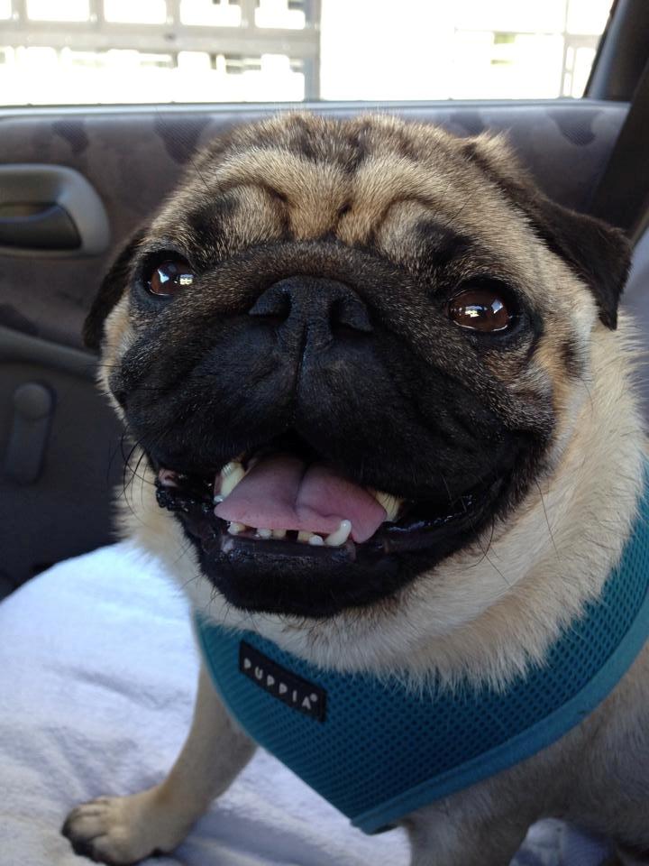 Mops Muffin billede 3