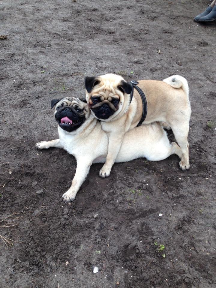 Mops Muffin billede 4