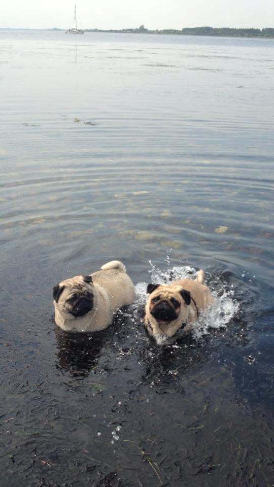 Mops Muffin billede 6