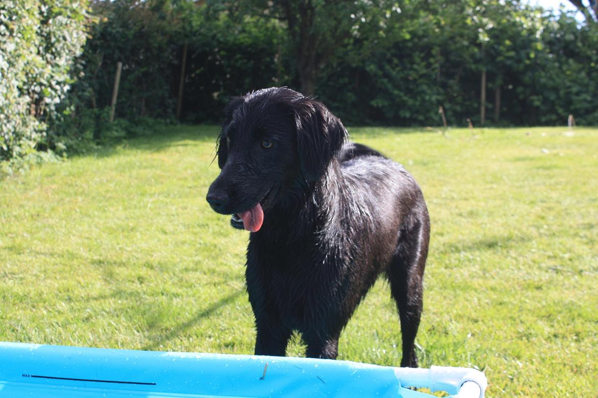 Blanding af racer Sia billede 31