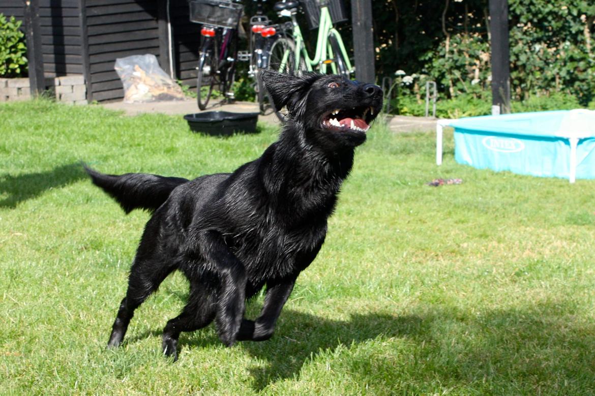 Blanding af racer Sia billede 33