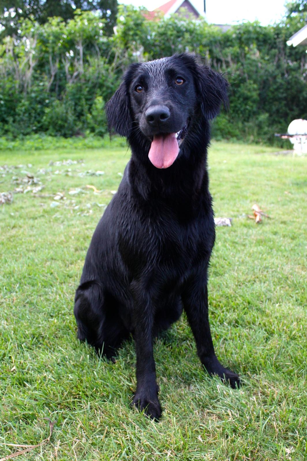 Blanding af racer Sia billede 3