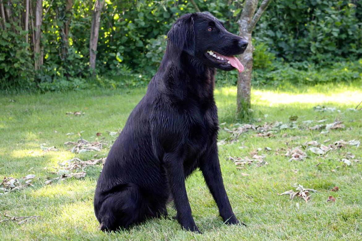 Blanding af racer Sia billede 34