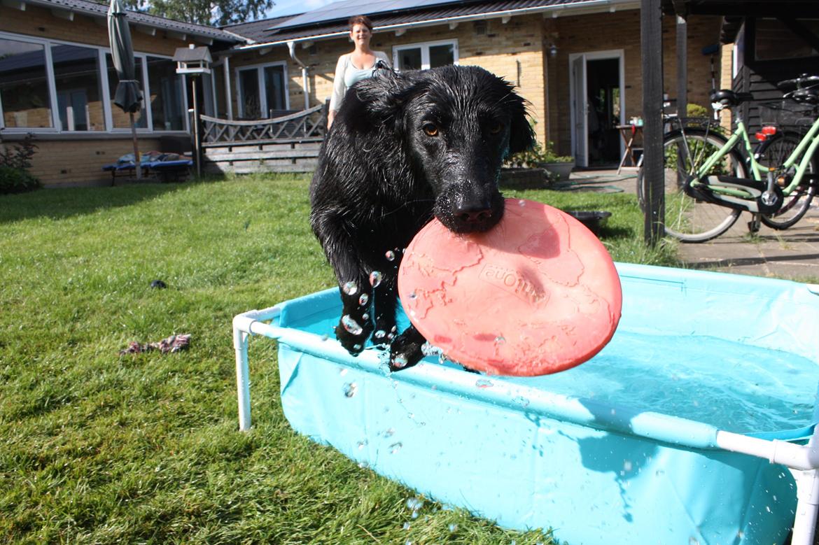 Blanding af racer Sia billede 32