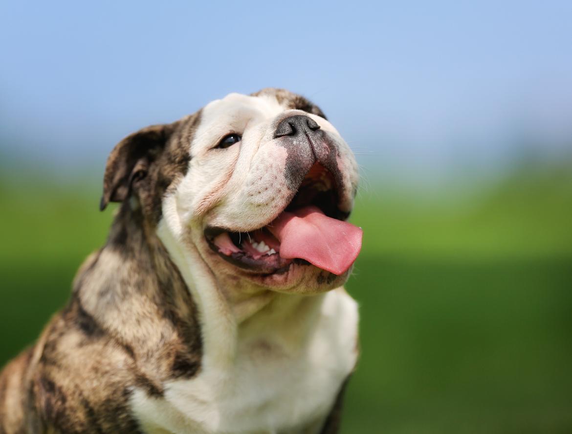 Engelsk bulldog GT - Det her er lige mig :) 6,5 mdr gl. billede 1