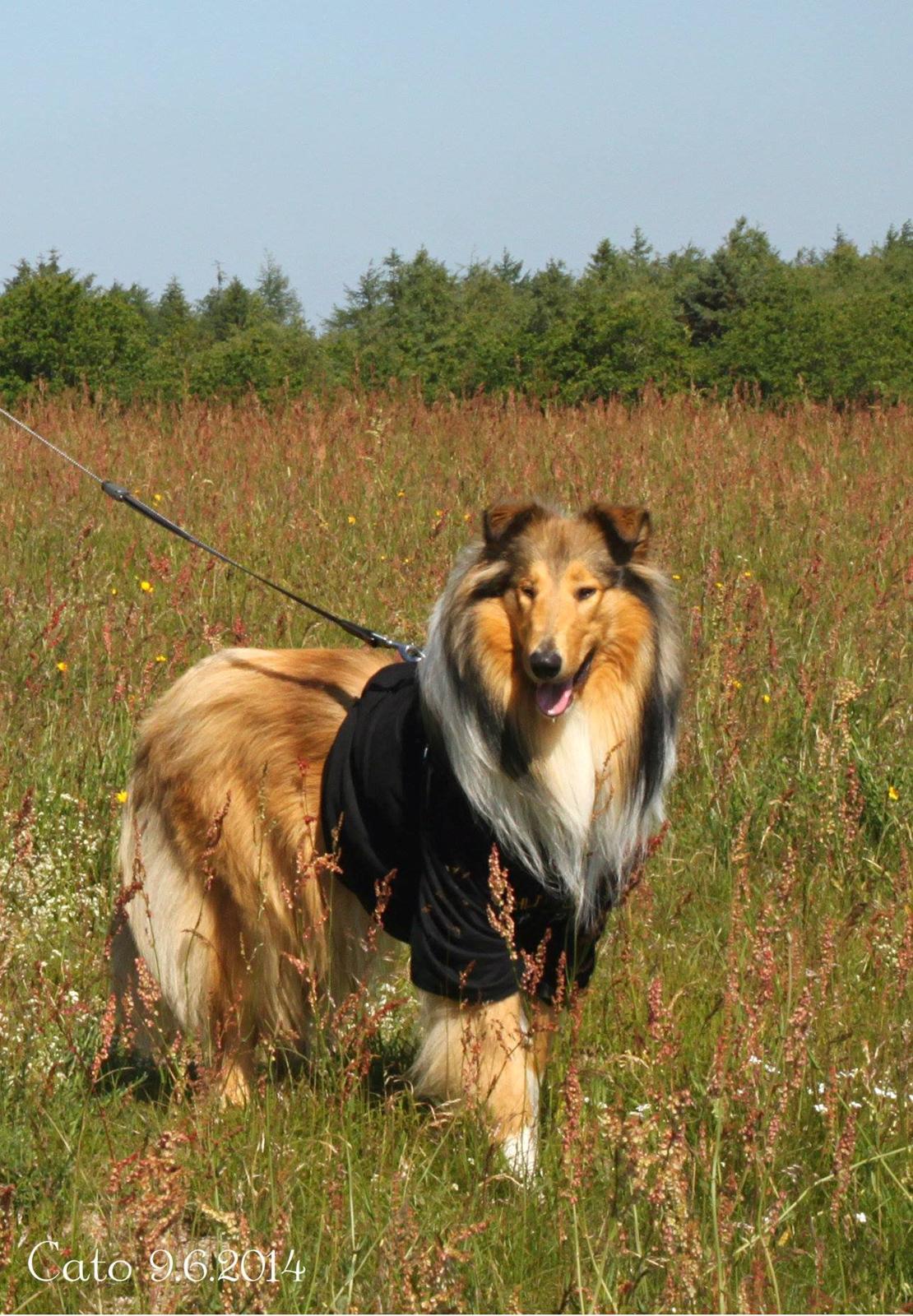 Collie langhåret Ebony Moor´s Charismatic Cato - Mit smukke tøjdyr d. 9 juni 2014 billede 12