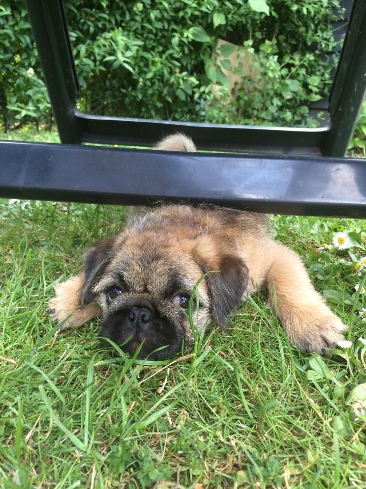 Blanding af racer Karla billede 16